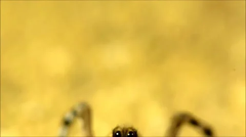 Wolf spider attacking cricket Stock Footage 64827709