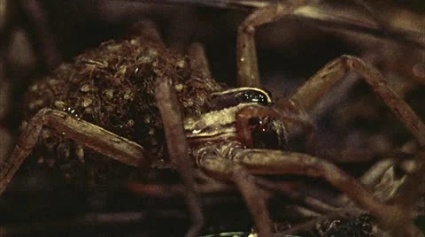 Wolf spider with babies Video stock 20641221