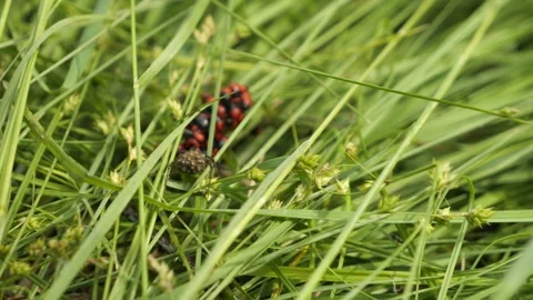 Wolf Spider with Babies Going After Bugs 스톡 동영상 240645413