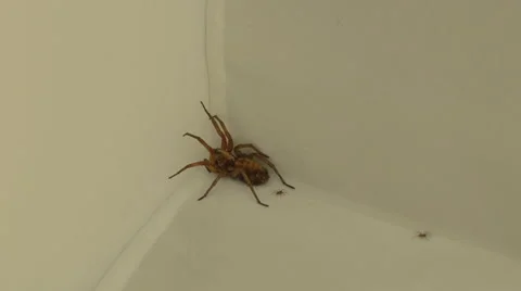 Wolf Spider With Babies Runs Away Stock-Footage 65006558