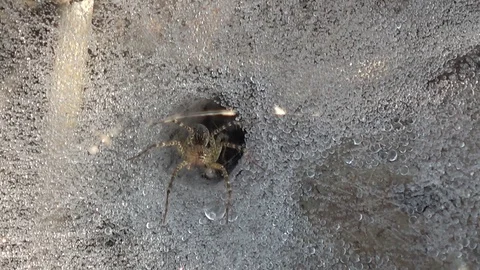 Wolf Spider, Cambodia 動画素材 121542370