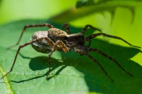 Wolf spider carry egg in shadow Stock Photos