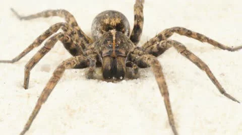 Wolf Spider Crawling Stock Footage 12229371
