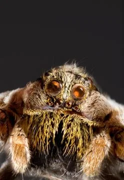 Wolf spider cutout Stock Photos