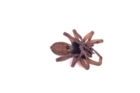 Wolf spider dead Stock Photos