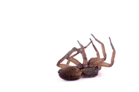Wolf spider dead profile Stock Photos