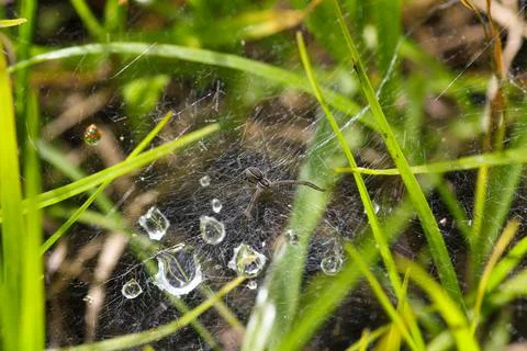 Wolf Spider On Dew Grass Web (Lycosidae sp.) Foto stock