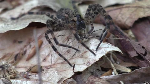 Wolf spider eating daddy long leg nature wildlife Video stock 50056282