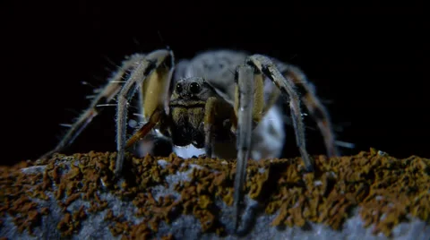 Wolf spider Stock Footage 35749783