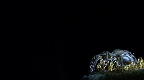 Wolf spider Stock Footage 35750939