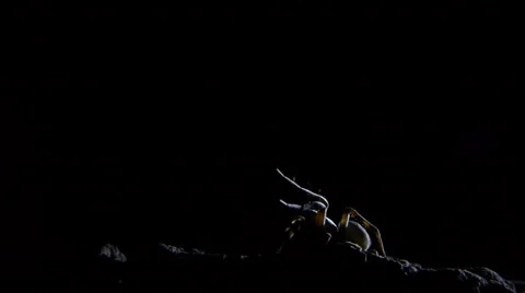 Wolf spider Stock Footage 35752087