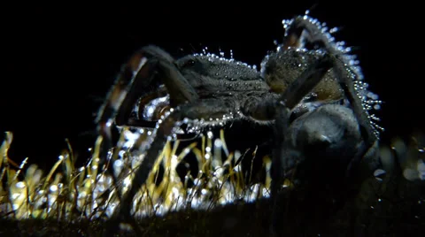 Wolf spider Stock Footage 35752766