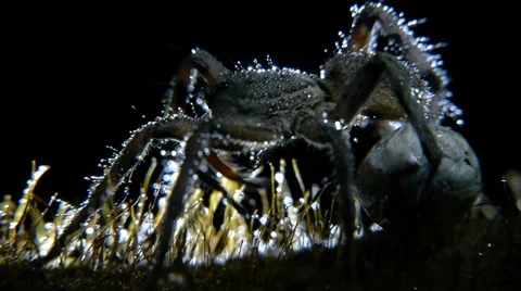 Wolf spider Stock Footage 35752814