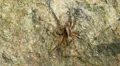 Wolf Spider (Gladicosa pulchra) 1 HD Footage