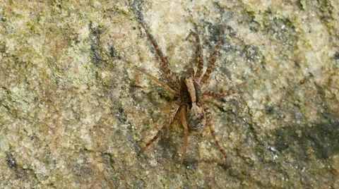 Wolf Spider (Gladicosa pulchra) 1 Stock Footage 37982299
