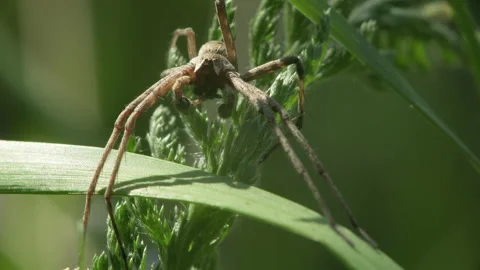 Wolf spider in grass Stock Footage 154851106