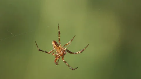 Wolf spider hangs on web on green background, slowly wiggles its paws View macro Stock Footage 144683298