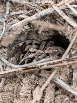 Wolf spider hiding inside soil burrow macro photograph Photos