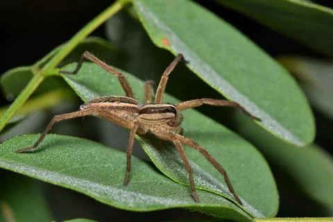 Wolf spider on the hunt. Foto stock