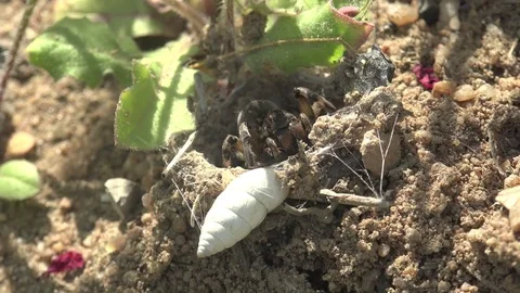 Wolf Spider Insect Lycosa singoriensis sits in its hole during mating season 4k Stock Footage 75326745