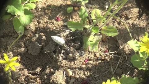 Wolf Spider Insect Lycosa singoriensis sits in its hole during mating season 4k Stock Footage 75326832