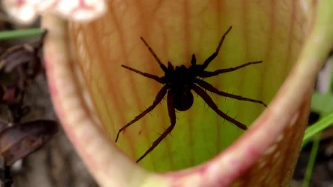 Wolf Spider inside of a Pitcher Plant hybrid (Sarracenia x mitchelliana), SE USA Stock Footage 75478972