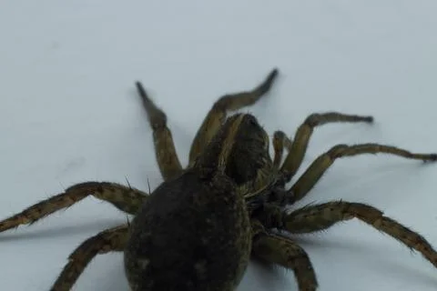 Wolf Spider Isolated On White Background. Stock Photos