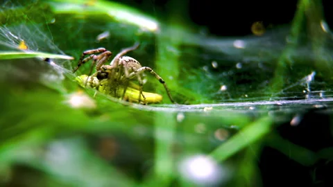 A wolf spider (Lycosidae) attacks and paralyzes a green grasshopper in its web. Stock Footage 283654185