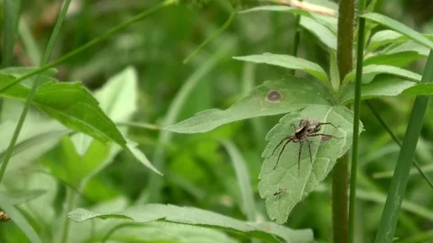 Wolf spider (lycosidae) trying to catch a fly, wolf spider with cocoon (larvae) Video stock 76810499