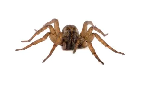 Wolf spider macro 1 Stock Photos