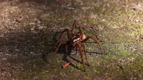 Wolf Spider macro Stockbeeldmateriaal 80534357