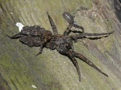 Wolf spider mother Stock Photos