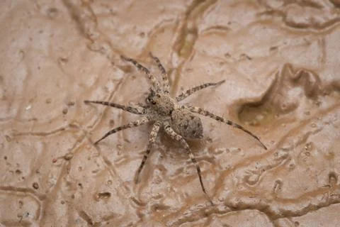 Wolf spider on mud Stock Photos