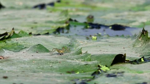 Wolf Spider Navigating Green Lily Pad Foliage in Freshwater Pond 库存影片 348704373