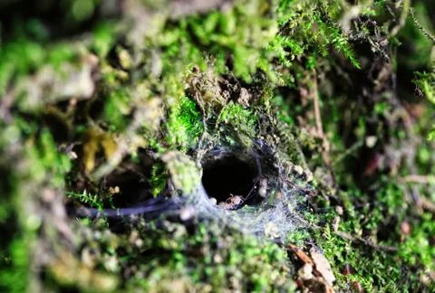 Wolf spider nest in limestone Stock Photos