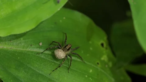 A wolf spider or spotted wolf (pardosa amentata) is perched peacefully on t.. Stock Footage 231042841