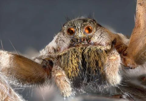 Wolf spider Stock Photos