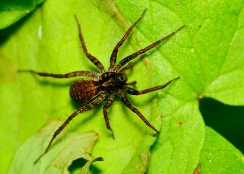 Wolf spider Stock Photos