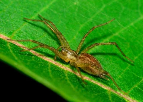 Wolf spider Stock Photos