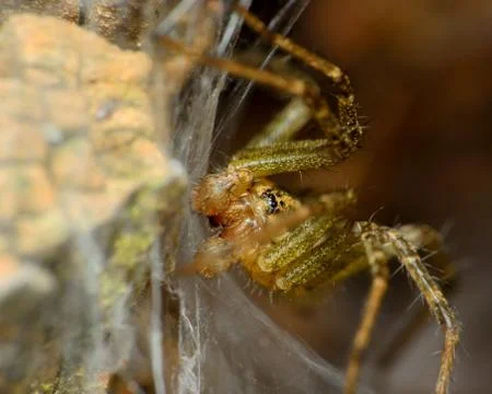 Wolf spider Stock Photos