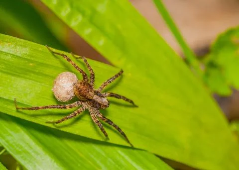 Wolf spider Stock Photos