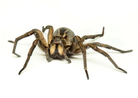 Wolf spider Stock Photos