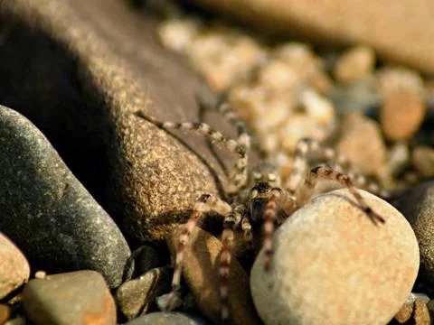 Wolf spider Stock Photos
