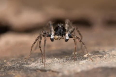Wolf spider portrait Stock Photos