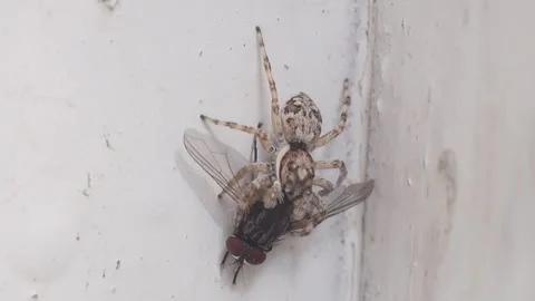 Wolf Spider With Prey Stock Footage 282517668