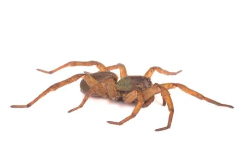 Wolf spider profile Stock Photos