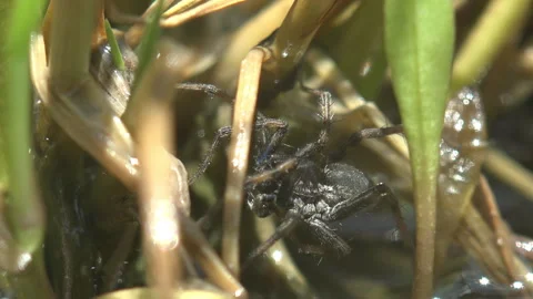 Wolf Spider on Reed Stems Above Water Vibrating Its Jaws Macro Stock Footage 342089518