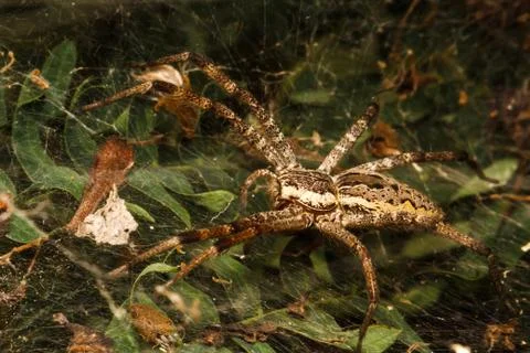 Wolf spider is resting on the net Stock Photos