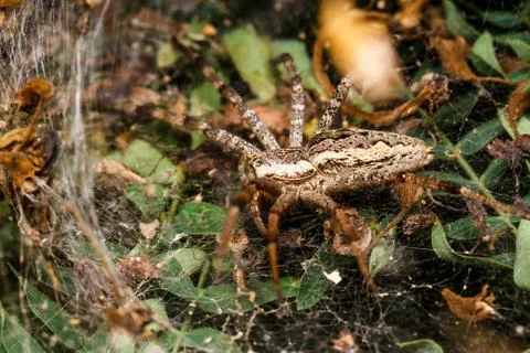 Wolf spider is resting on the net Fotos Stock