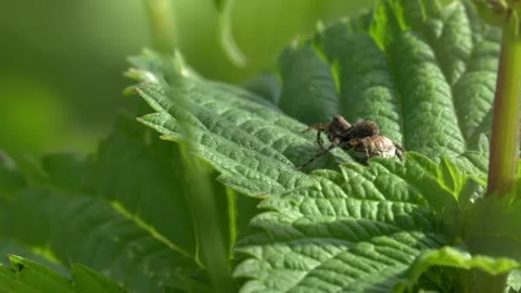 Wolf Spider Running and Hiding Under a Green Leaf in 4K Nature Footage Video stock 336977757